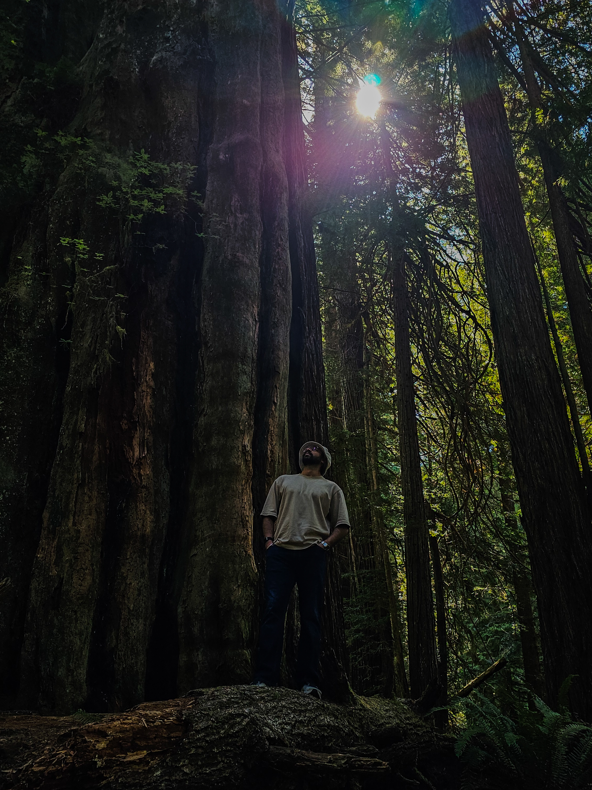 Redwood National Park
